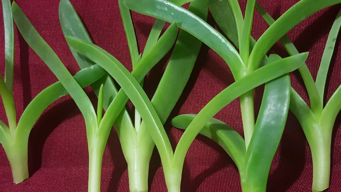 Delosperma Ice Plant Cuttings – Coastal Pigface Succulent – 6 Fresh 3–4 Inch Cuttings for Propagation