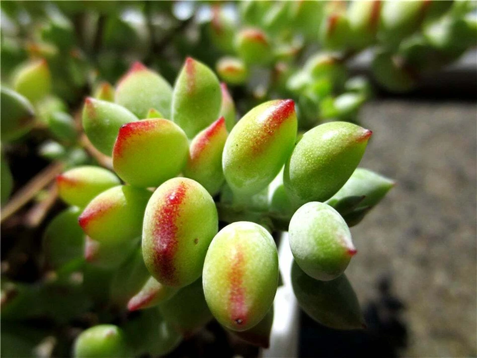 Cotyledon Pendens Succulent Cuttings – 3 Fresh Live Trailing Plants for Indoor Garden Decor