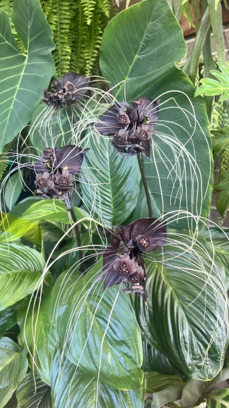 Black Bat Flower Live Plant, Tacca Chantrieri Small Rooted Starter Tropical Houseplant