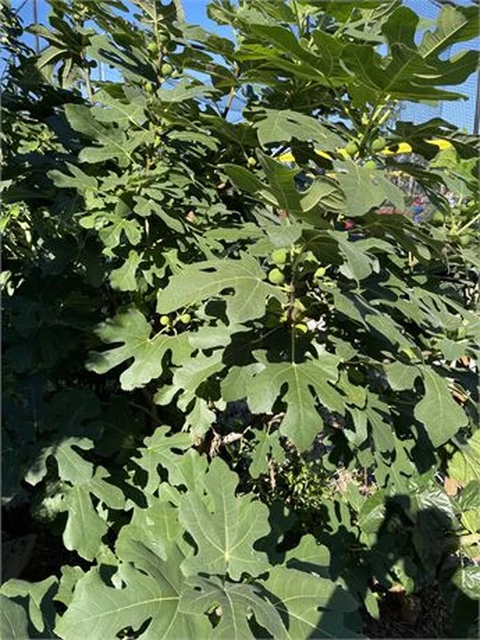 Dominick’s Fig Cutting – Ficus carica Scion with 3+ Nodes, Over 8 Inch Unrooted Cutting for Propagation