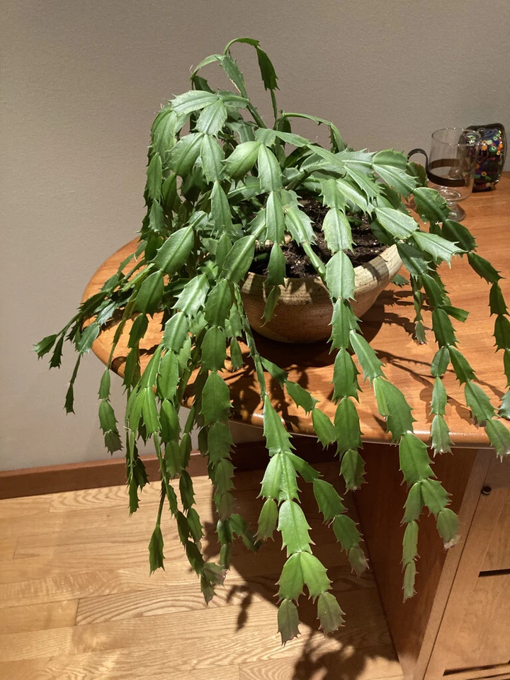 Pink Fuchsia Thanksgiving Cactus Cuttings, 3 Unrooted Schlumbergera Segments