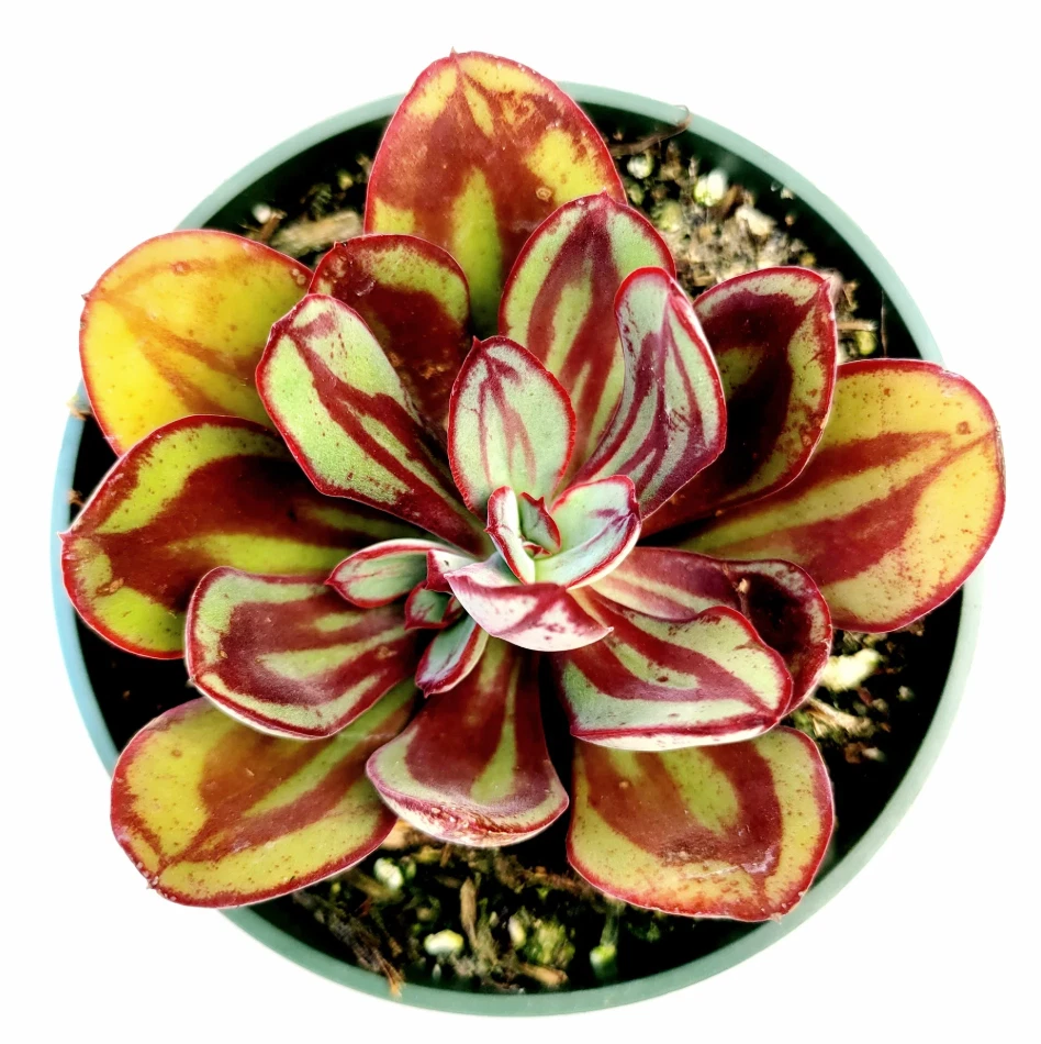 Echeveria Nodulosa Succulent Live Plant – 4 Inch Potted Echeveria Starter