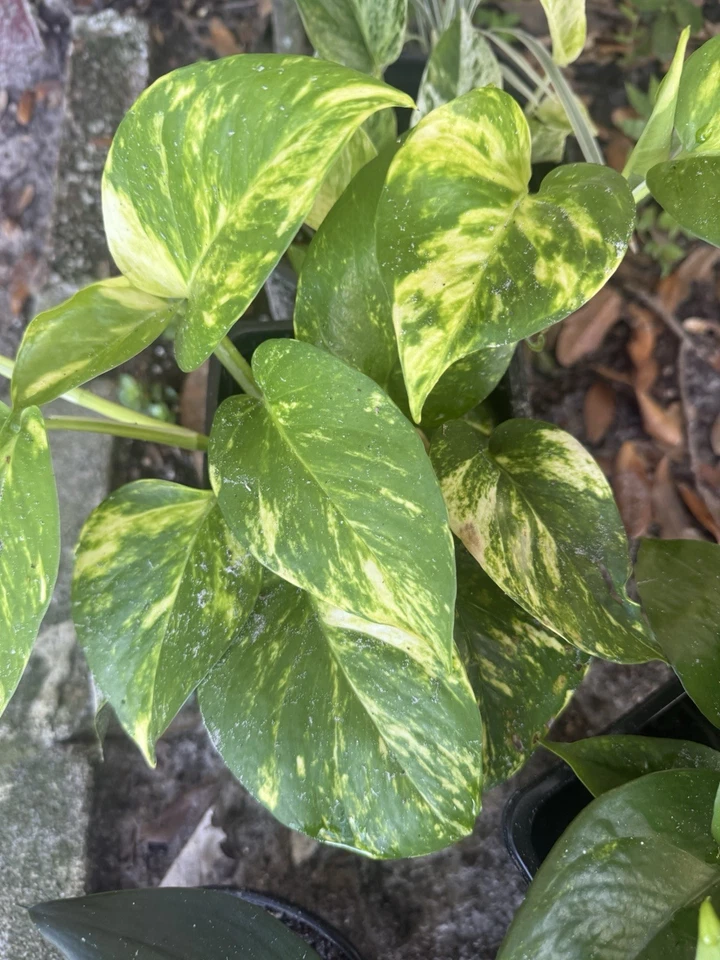 Assorted Pothos Rooted Cuttings – 5 Live Pothos Plants, Rooted Indoor Houseplant Cuttings for Planting