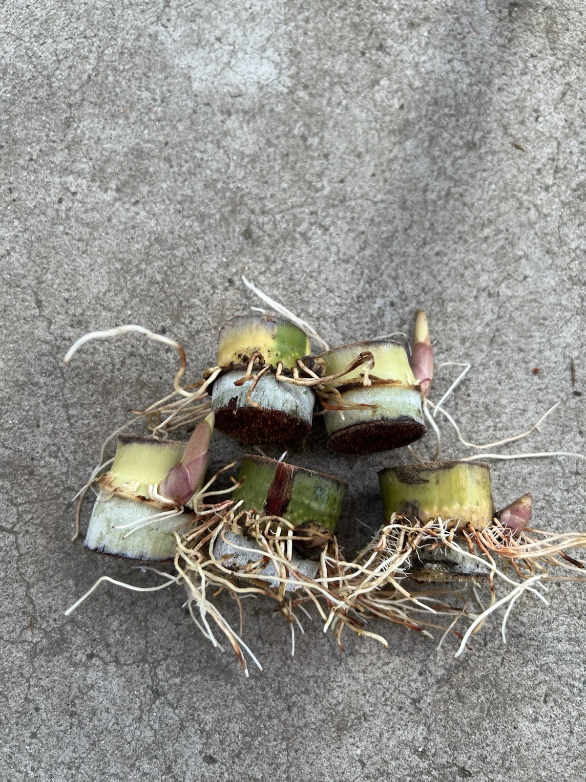 Sugarcane Rooted Cuttings – 5 Live Saccharum officinarum Plants, Tropical Cane Ready for Planting