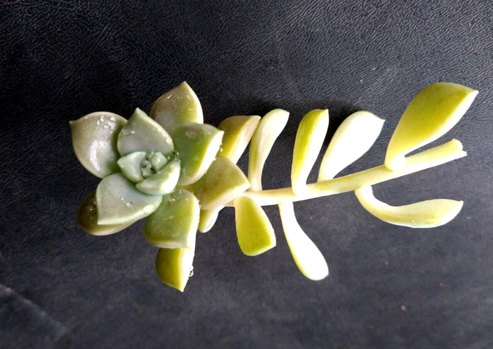 Sedum Clavatum Succulent Cuttings Bulk Lot, 15 Rosettes and Stems for Propagation