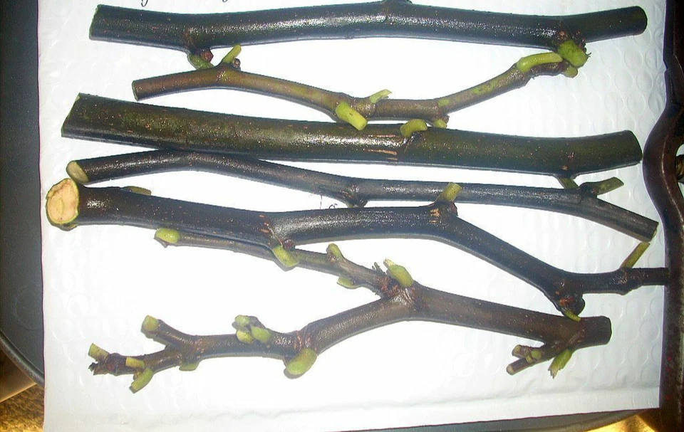 Marseilles Black Fig Tree Cuttings – 7 Live Ficus carica Hardwood Cuttings for Propagation and Planting
