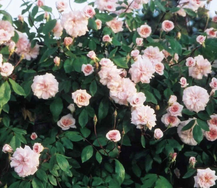 Heirloom Cecile Brunner Rose Cuttings, 16 Premium Live Cuttings to Start Fragrant Bushes