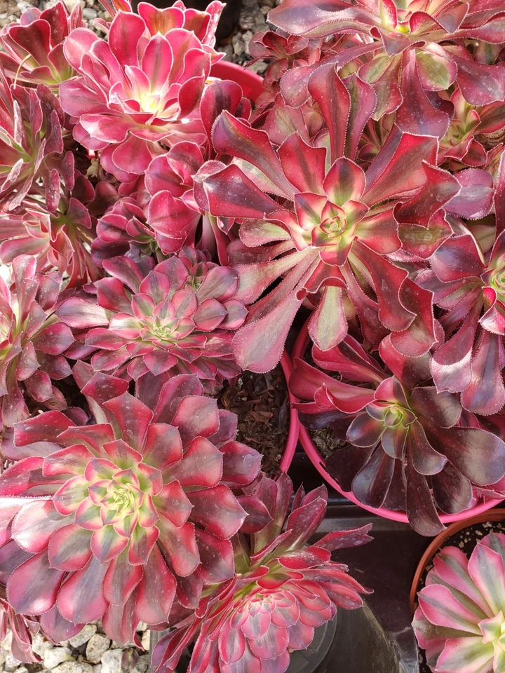Aeonium Medusa Succulent Cuttings Set of 2 Unrooted Live Rosette Starters for Propagation