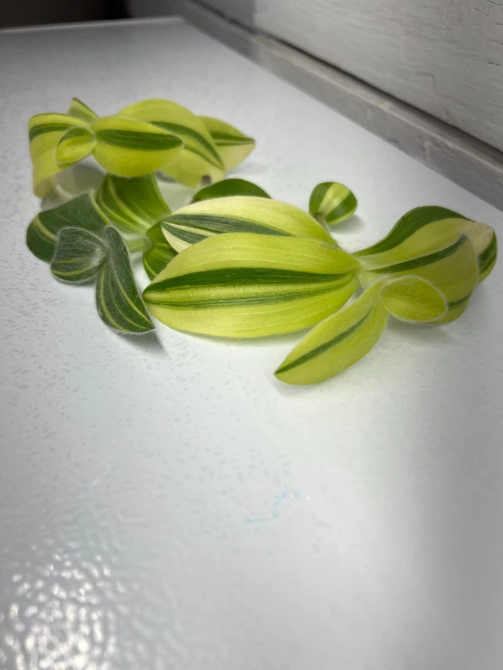 Fuzzy Sillamontana Variegated Cuttings, 3 Unrooted Tradescantia 3–4 Inch