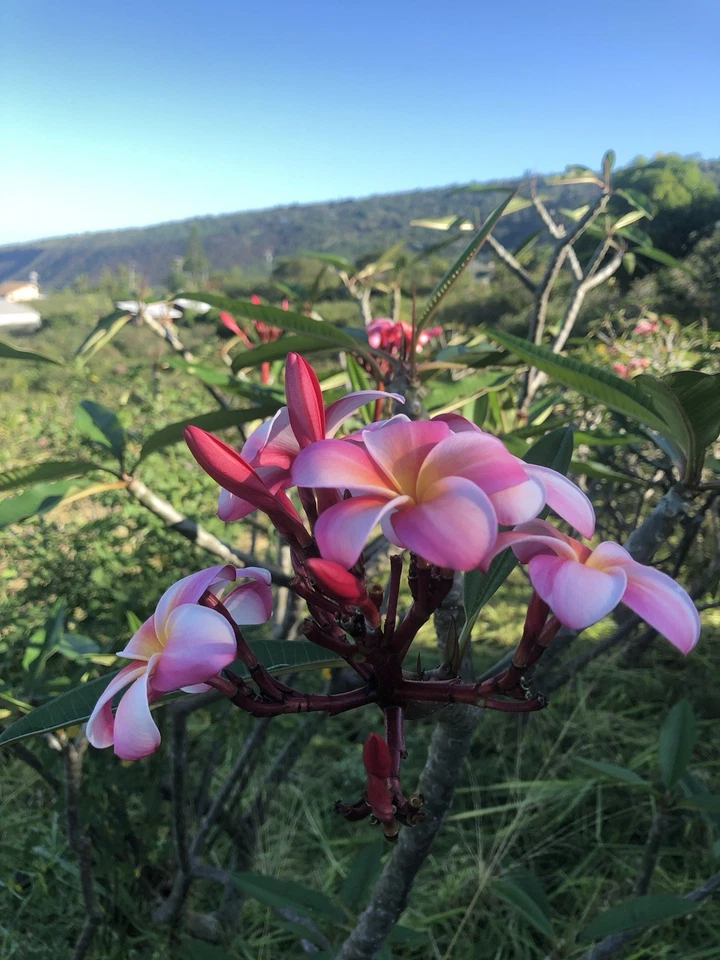 Pink Plumeria Frangipani Rooted Cutting 10 Inch Single Head, Hawaiian Grown Live Starter Plant