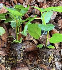 Yellow Long Neck Fig Tree – Live Ficus Carica Plant, Sweet Yellow Fig Variety for Home Garden Growing