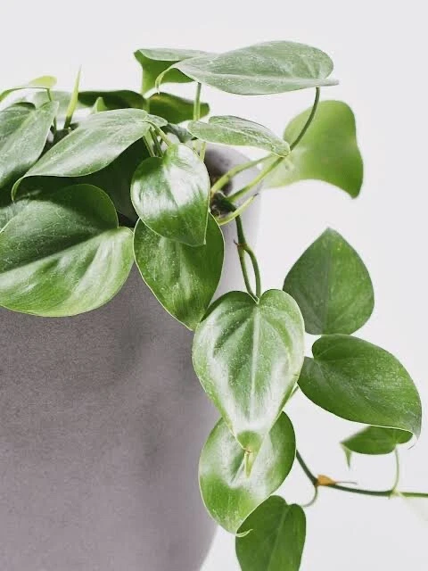 Philodendron Cordatum Heartleaf Cuttings 4 Rooting Cuttings 6–8 Inch Indoor Houseplant