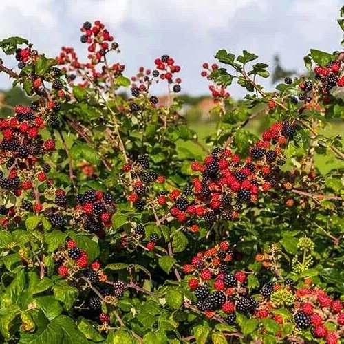 Blackberry Plant Cuttings Set of 6 Unrooted Live Rubus Cuttings for Planting and Propagation