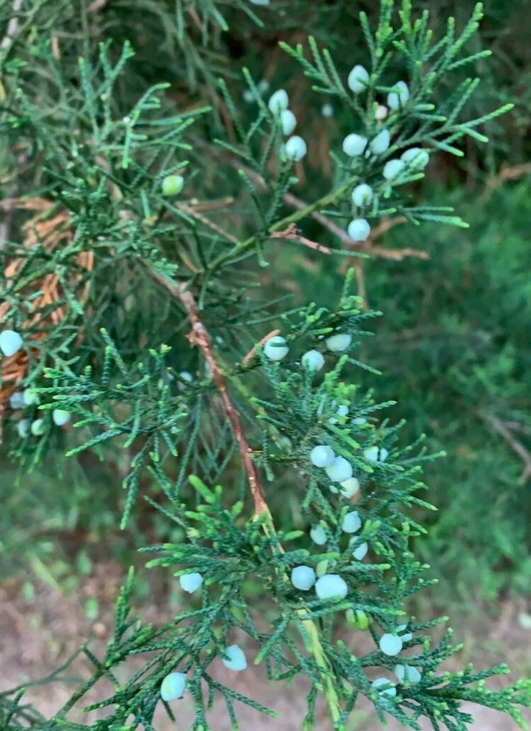 Eastern Red Cedar Cuttings Bulk Lot, 20 Fresh Juniperus virginiana Cuttings 6–8 Inches
