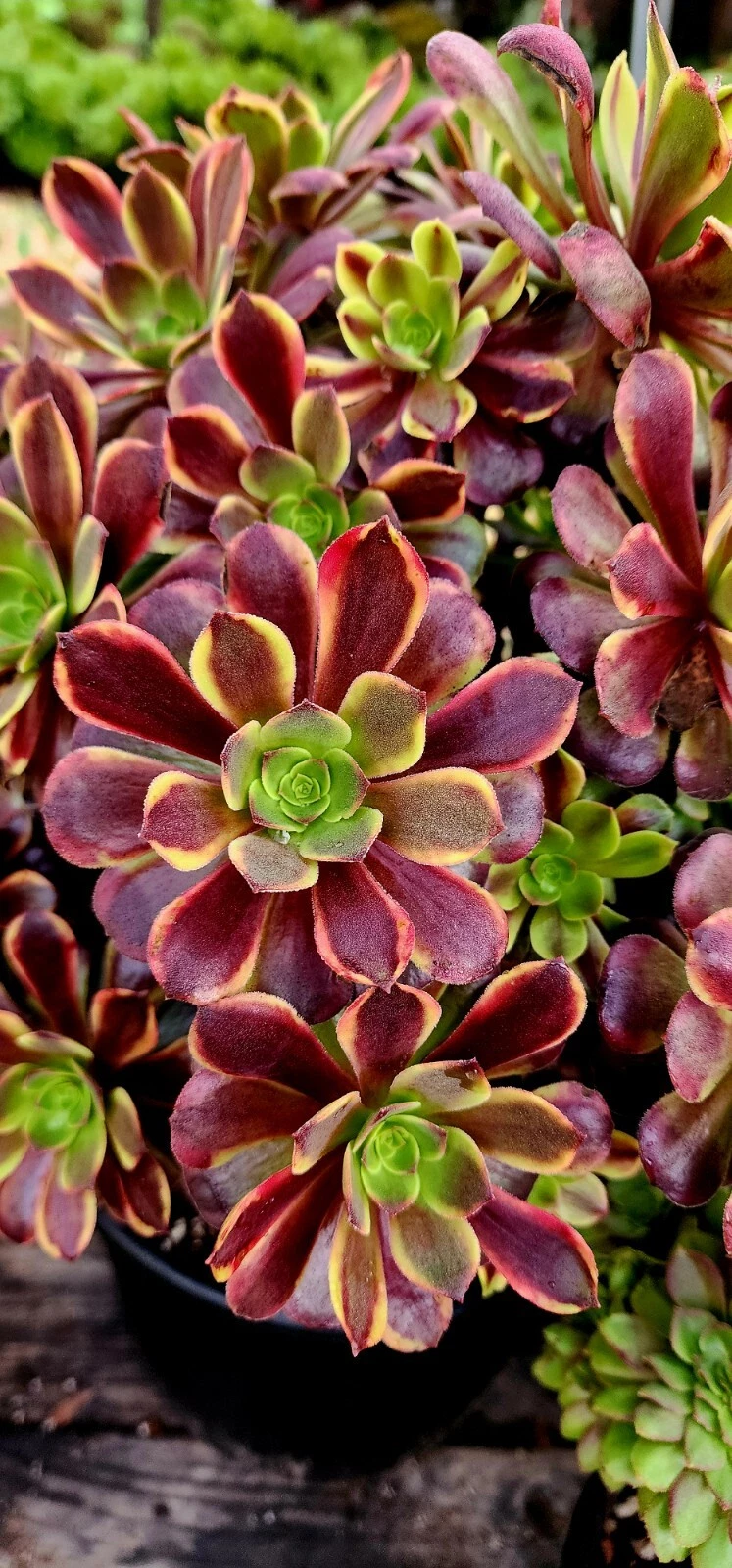 Aeonium Superbang Succulent Cutting 3 Inch Variegated Rosette Live Plant for Propagation