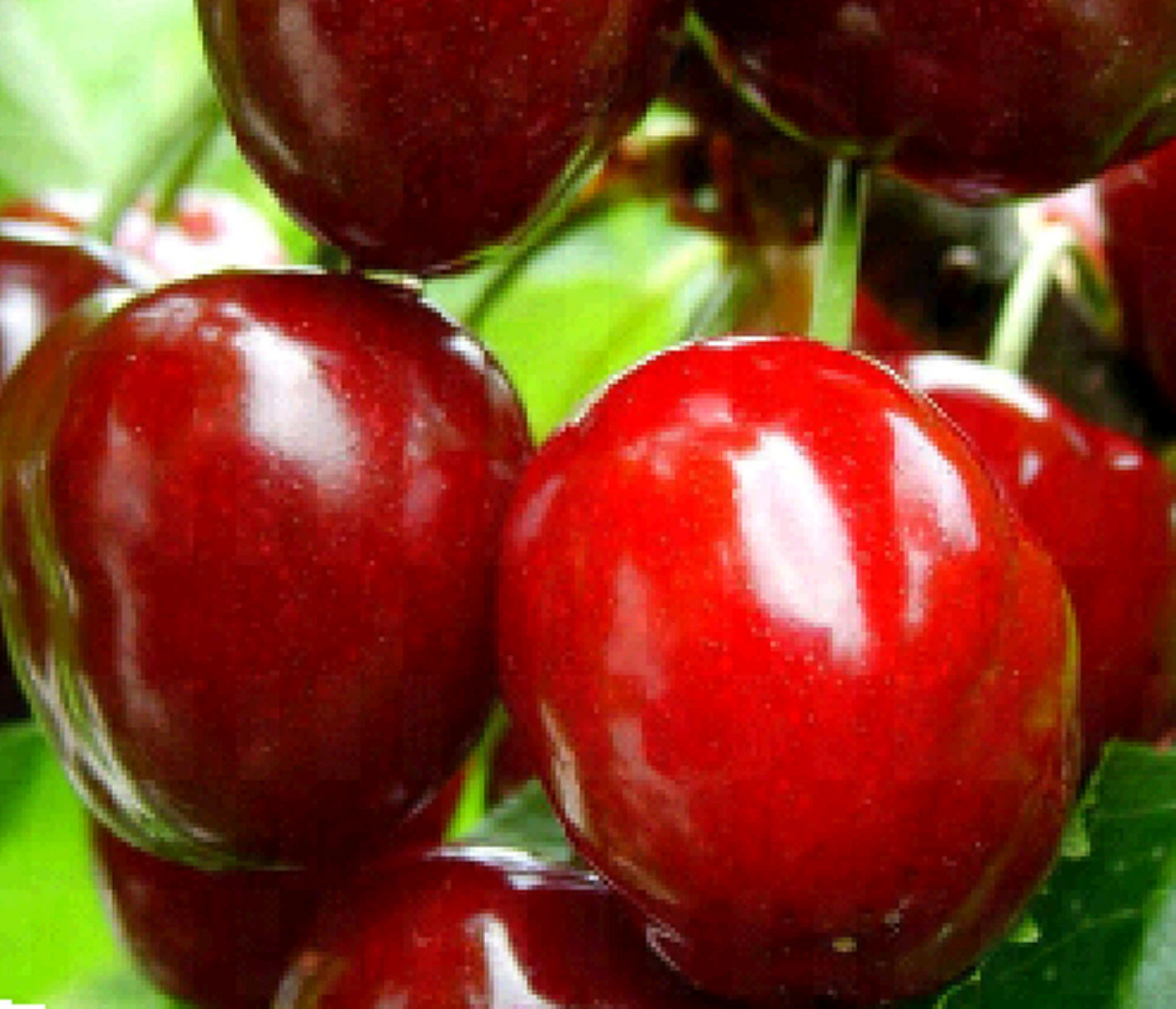 Dwarf Red Cherry Cuttings – 10 Unrooted Prunus Tomentosa Cuttings, Nanking Cherry Shrub for Propagation