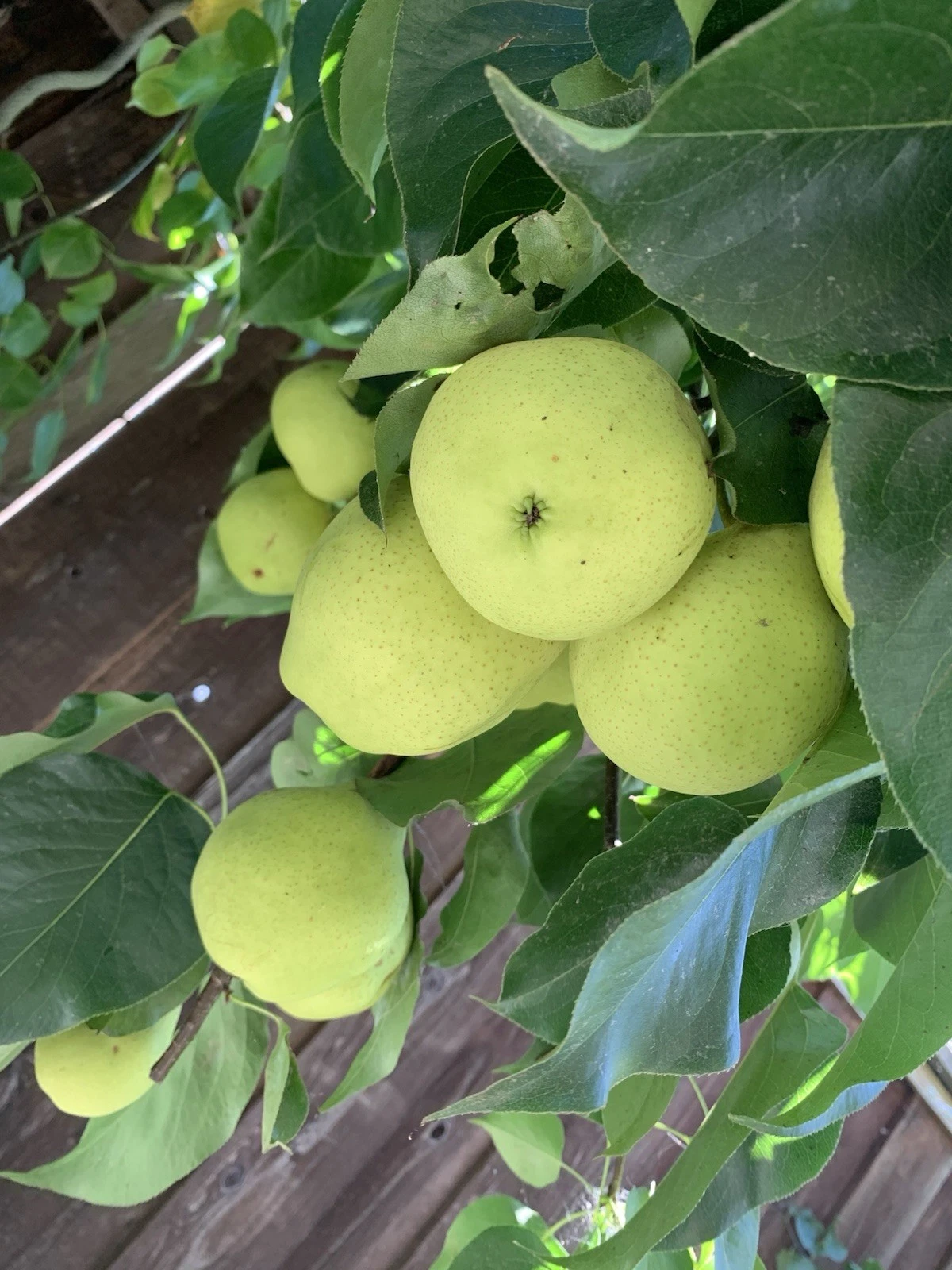 Asian Snow Pear Scion Cuttings – 5 Fresh Unrooted Pyrus Pyrifolia Cuttings 4–6 Inches for Grafting