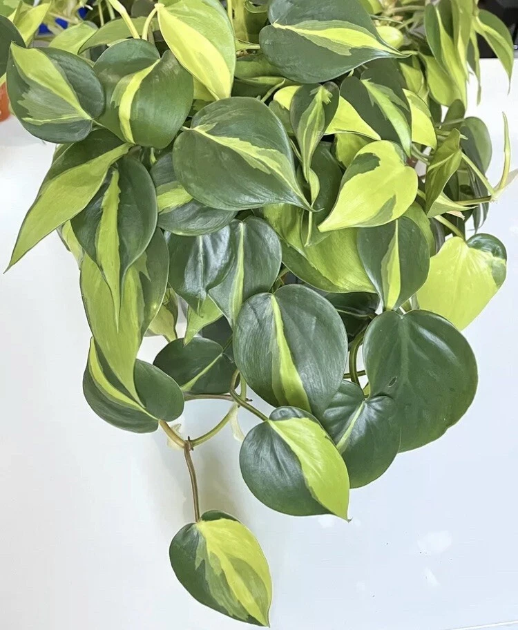 Philodendron Brasil Cuttings 2–3 Unrooted Cuttings With 3 Leaves Indoor Houseplant