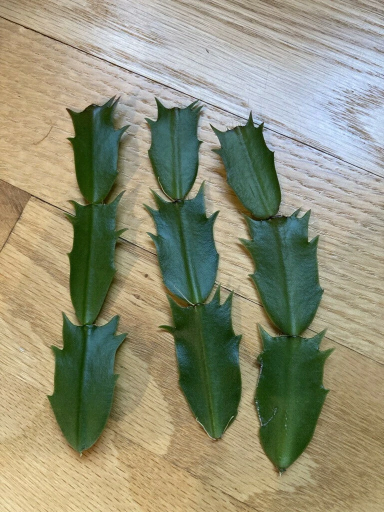Pink Fuchsia Thanksgiving Cactus Cuttings, 3 Unrooted Schlumbergera Segments