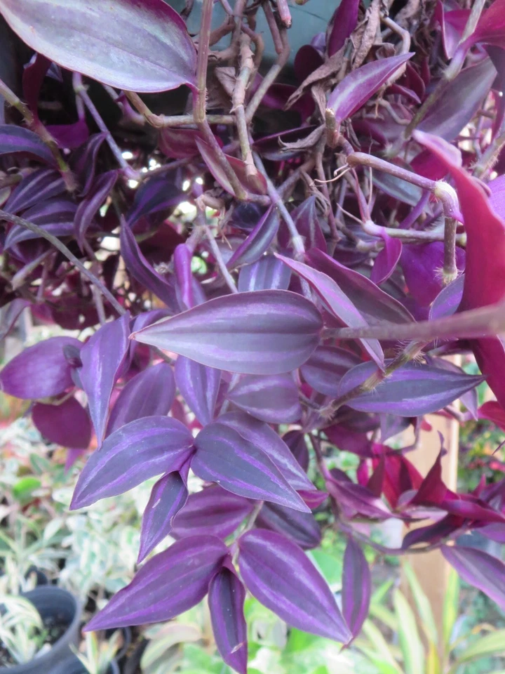Tradescantia Zebrina Dark Burgundy Wandering Jew 12 Unrooted Cuttings Live Plant