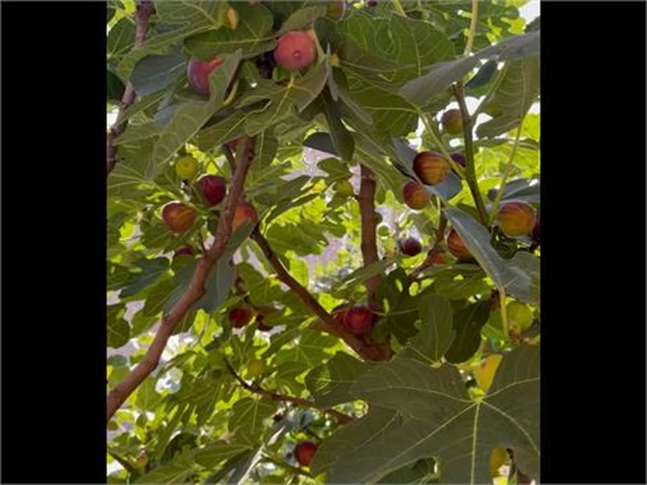 Hardy Chicago Fig Cuttings Bulk Lot, 20 Live Fig Tree Cuttings for Planting