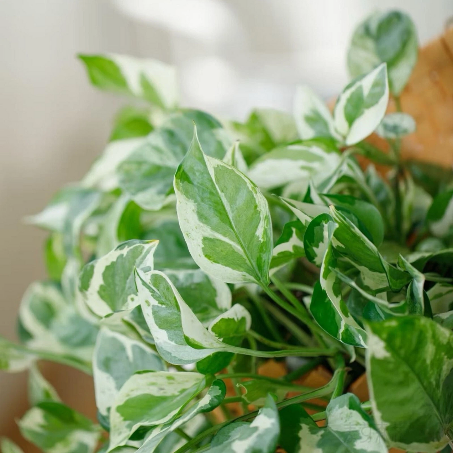 Pothos Pearls and Jade Cuttings Set of 3 Unrooted 4–5 Inch Epipremnum Aureum Indoor Houseplant