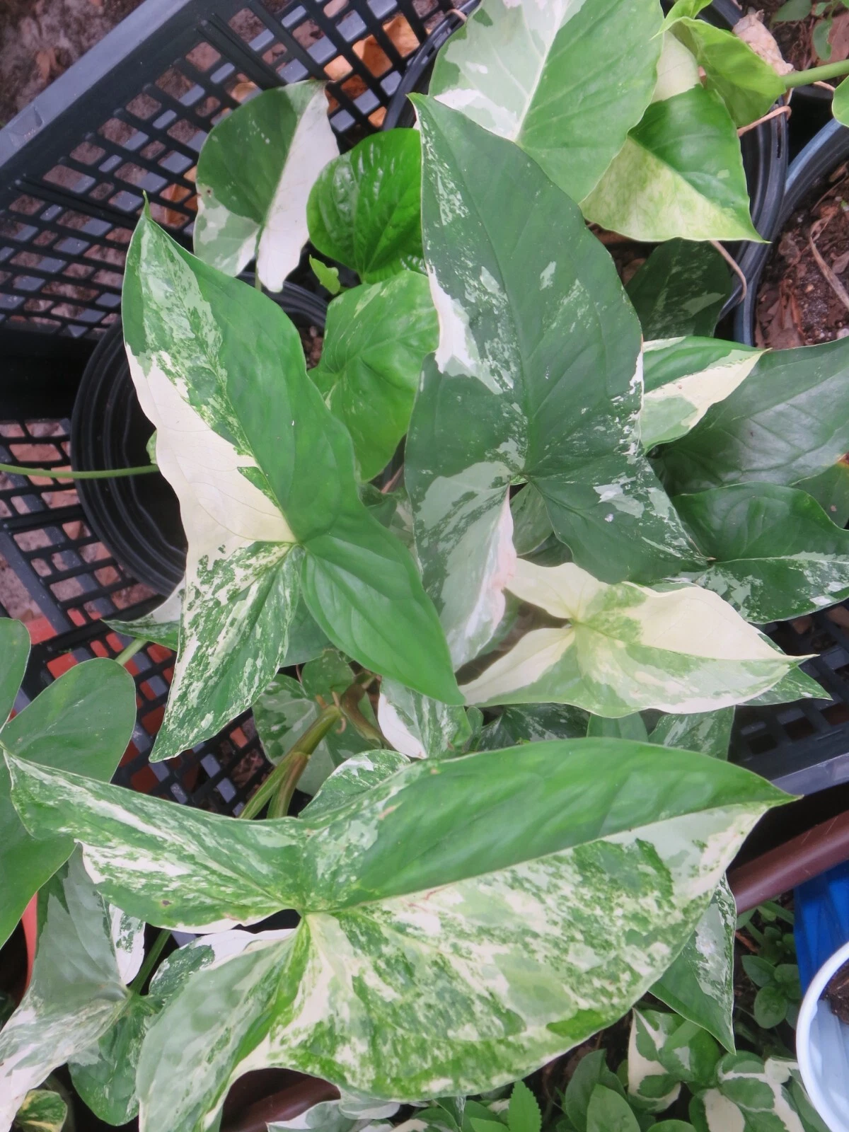 Variegated Syngonium Albo Podophyllum Cuttings Set of 2 Fresh Live Plant Cuttings