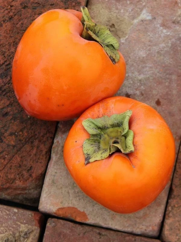 Hachiya Persimmon Cuttings – 4 Unrooted Diospyros Kaki Cuttings, 6–8 Inch Branches for Propagation