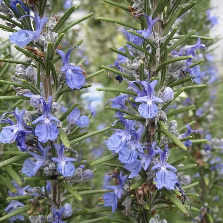 Rosemary Live Cuttings, 12 Fresh 10-Inch USA Grown