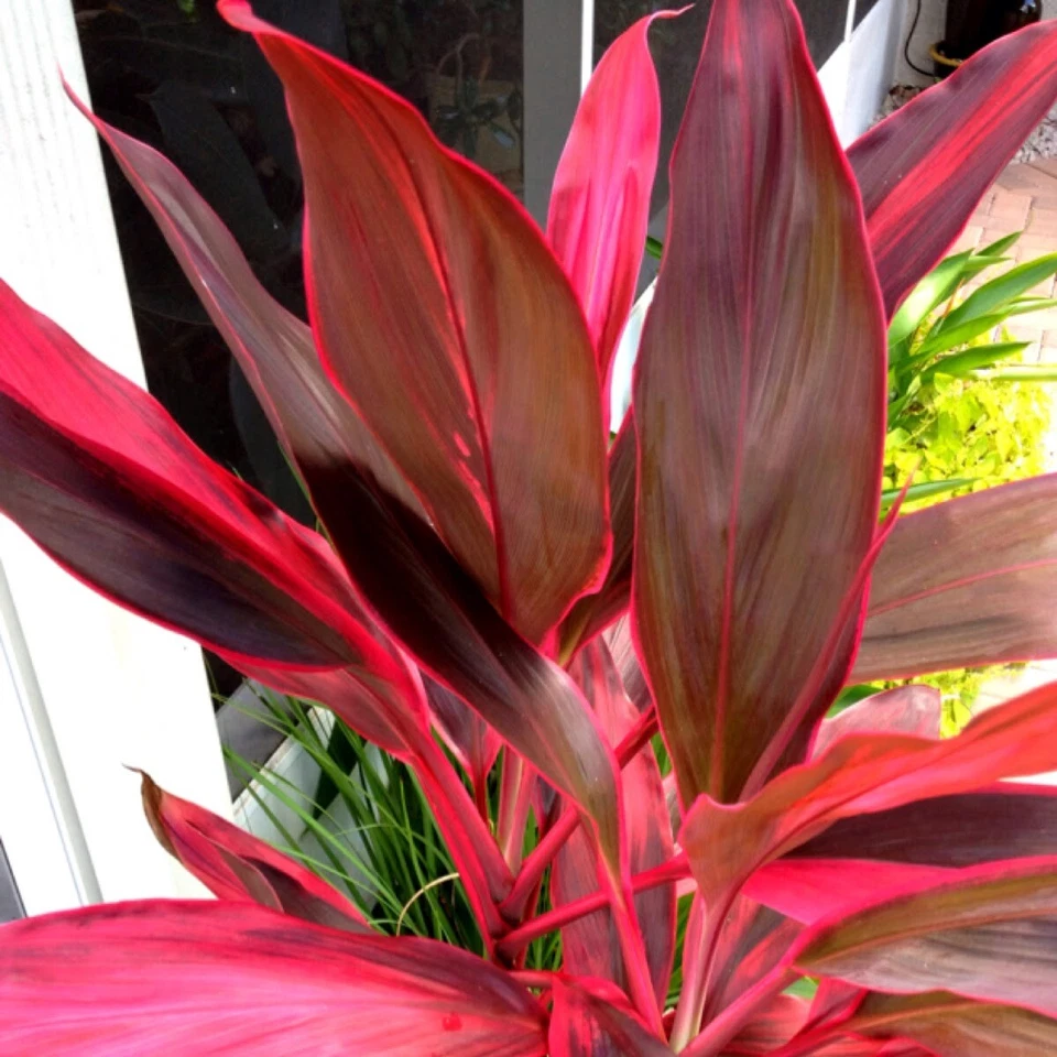 Hawaiian Ti Plant Logs Red and Green Cordyline Fruticosa 2 Logs Live Tropical Plant
