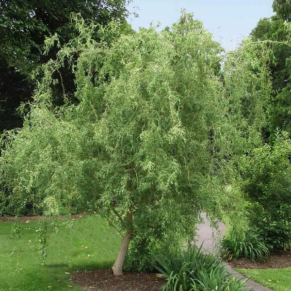 Corkscrew Willow Cuttings – 50 Live 8–12 Inch Salix Matsudana Tortuosa Cuttings for Rooting and Garden Planting