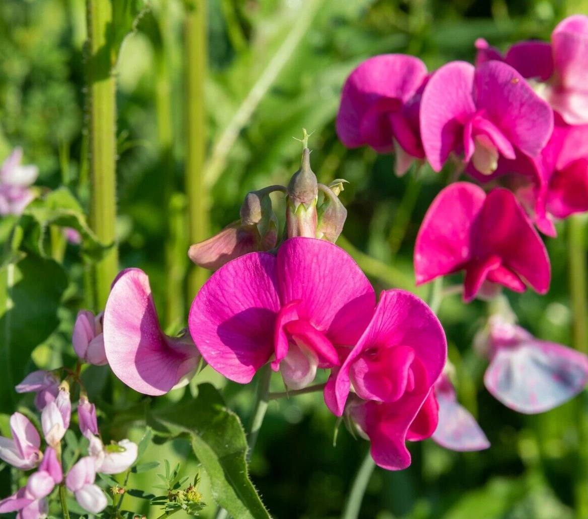 Polygala myrtifolia Sweet Pea Bush Cuttings 6 Inch Live Flowering Plant, Milkwort Ornamental Shrub Set of 7