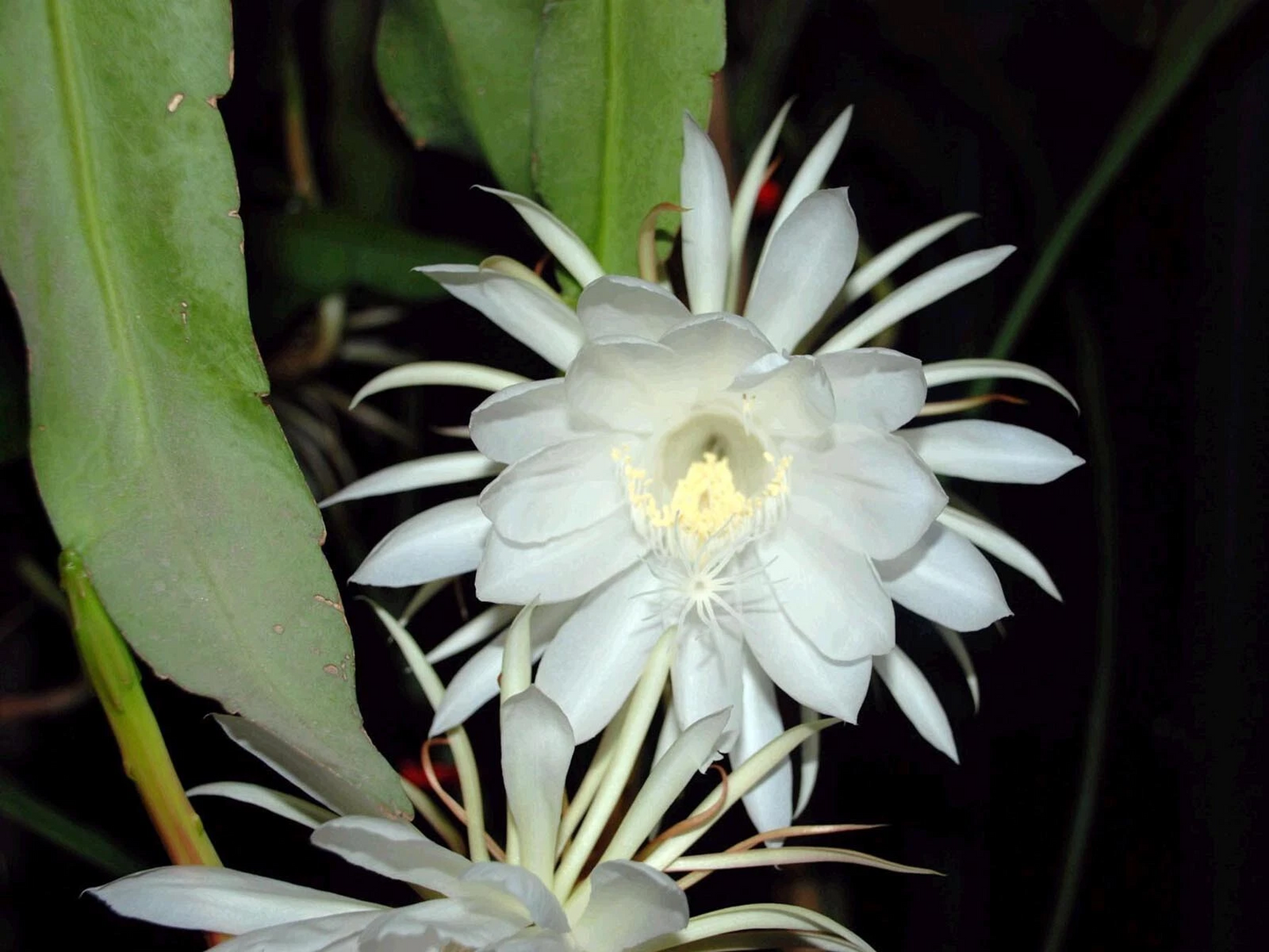 2 Epiphyllum Oxypetalum Live Plants Queen of the Night Orchid Cactus Rooted Tropical Night Blooming Cactus