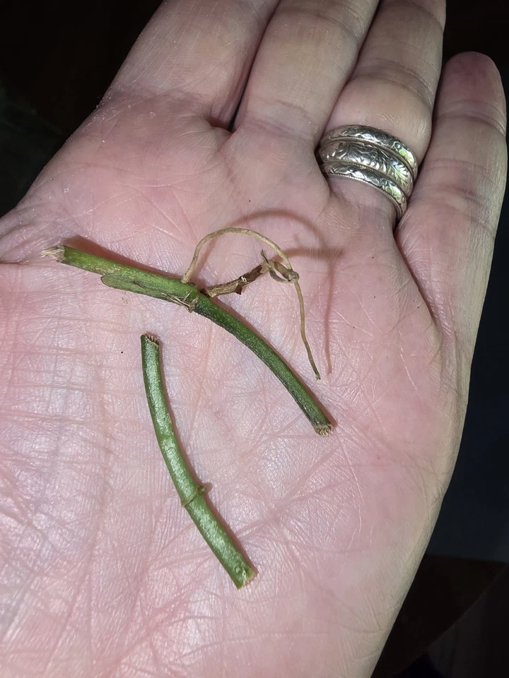 Monstera Obliqua Peru Unrooted Runner Node Cuttings Set of 3 for Propagation Houseplant