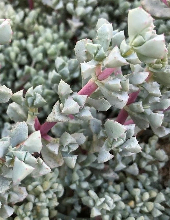 Oscularia Deltoides Cuttings – 3 Unrooted Deltoid-Leaved Dew Plant Cuttings, 4–6 Inch Succulent