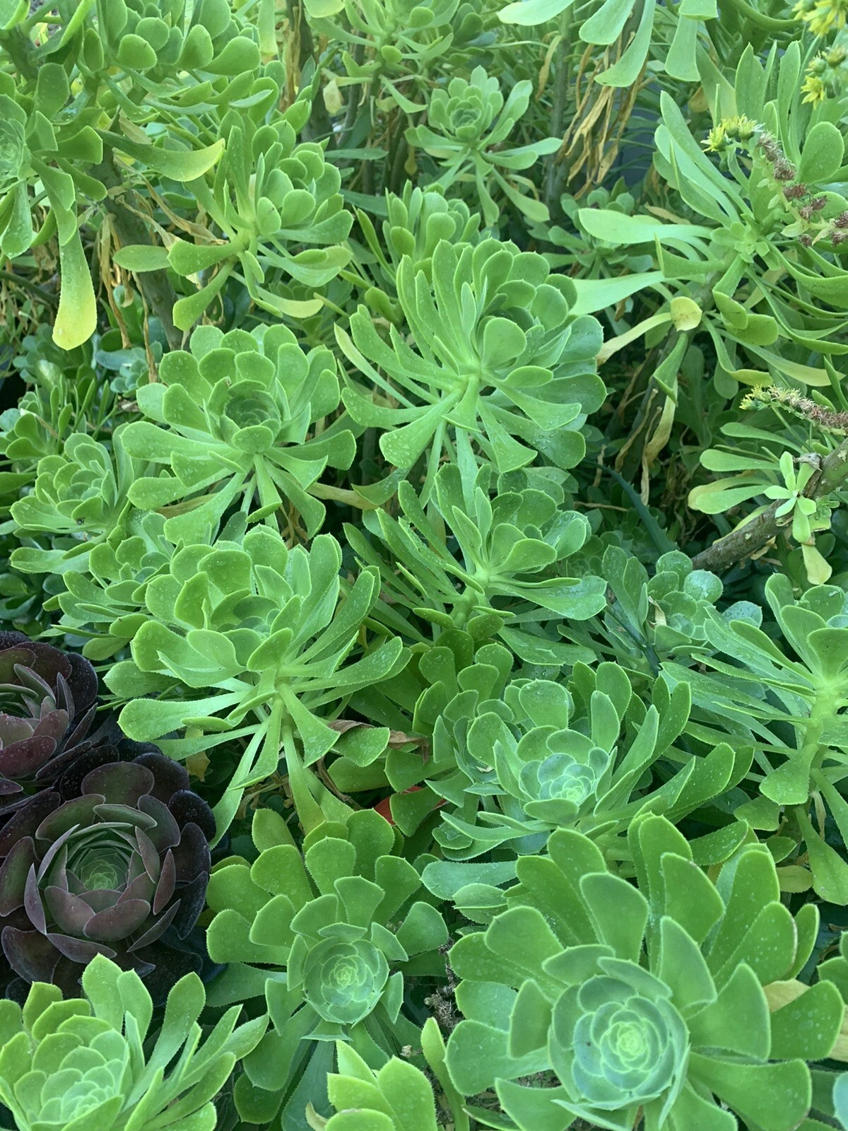 Green Aeonium Unrooted Succulent Cuttings – Aeonium arboreum Rosette Cuttings for Indoor or Outdoor Growing