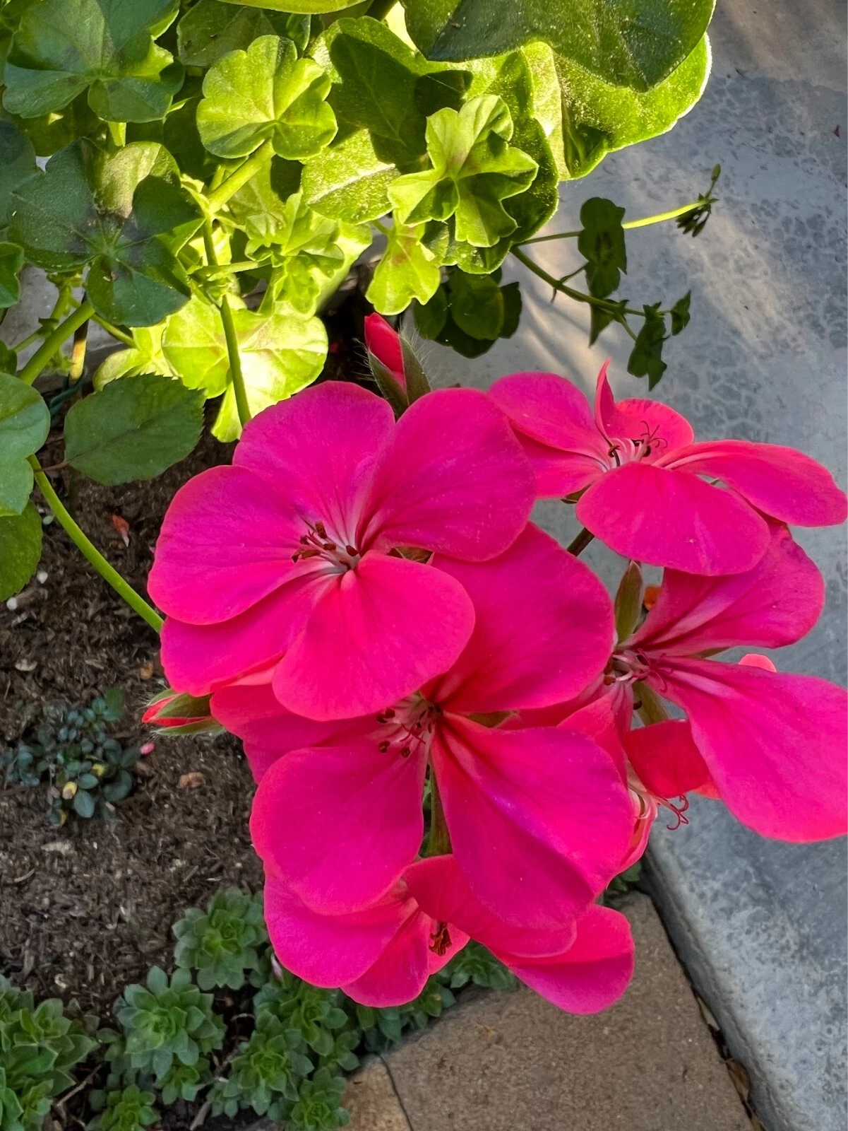 Hot Pink Ivy Geranium Cuttings, 5 Fresh Unrooted Pelargonium Peltatum Cuttings