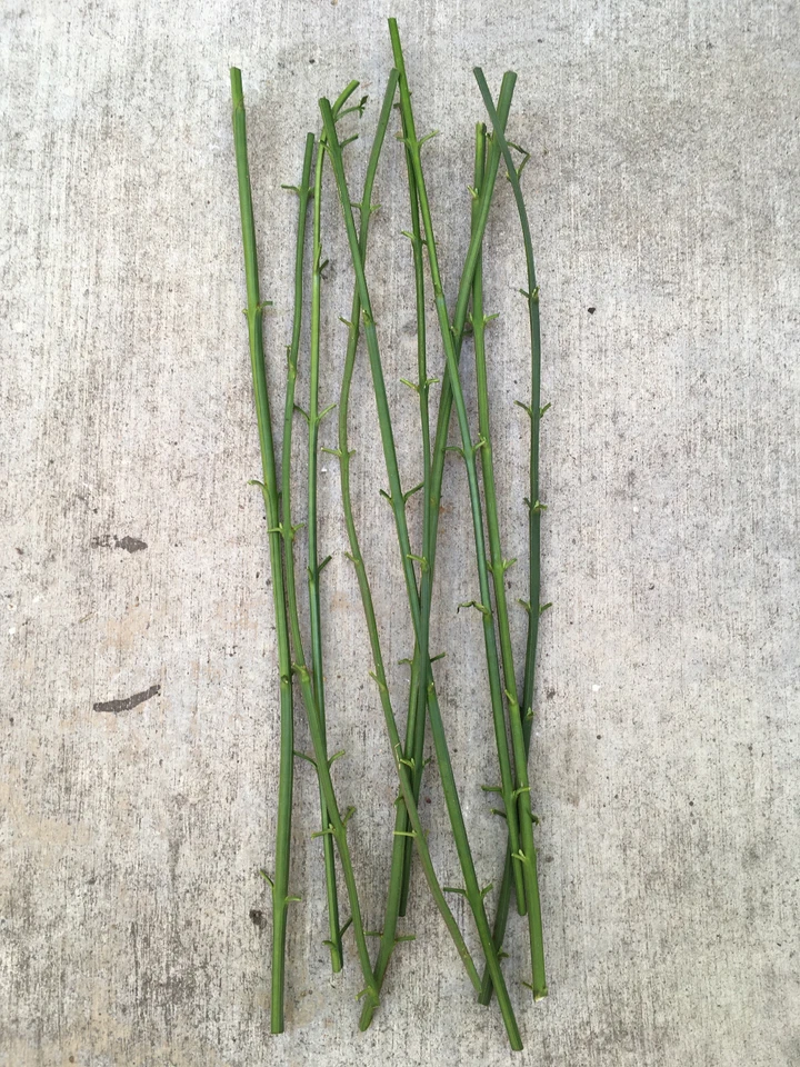 Winter Jasmine Cuttings – 10 Live 12 Inch Jasminum Nudiflorum Vine Shrub Cuttings with Yellow Flowers