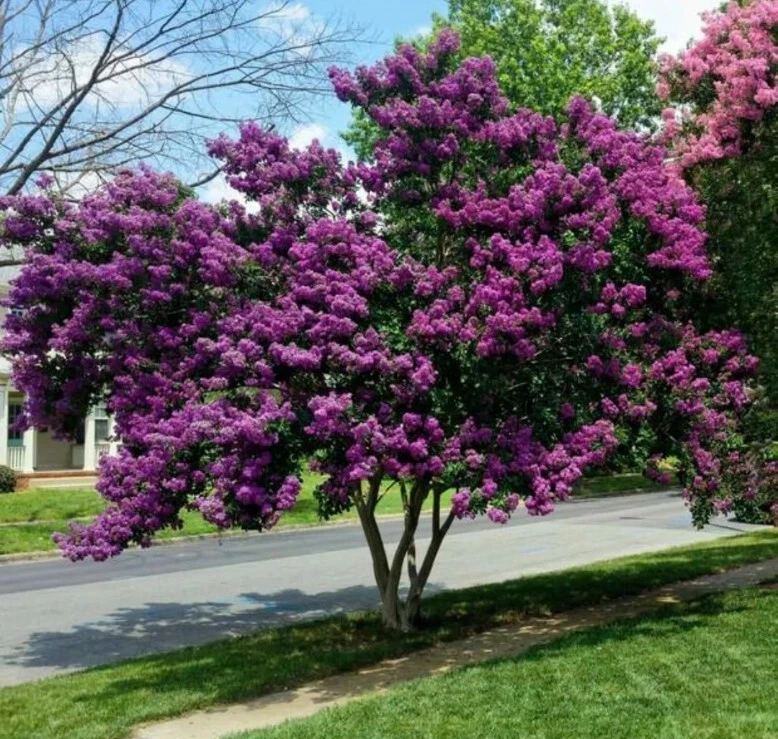 Milk Crape Myrtle Cuttings Crepe Myrtle fast grow for rooting plant 7 Cuttings