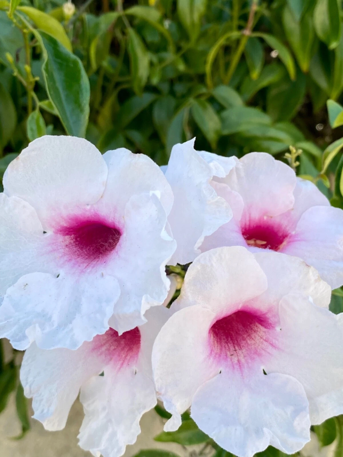 Pink Bower Pandora Vine Cuttings – 7 Unrooted Pandorea jasminoides Cuttings, Fragrant Pink White Flowering Vine