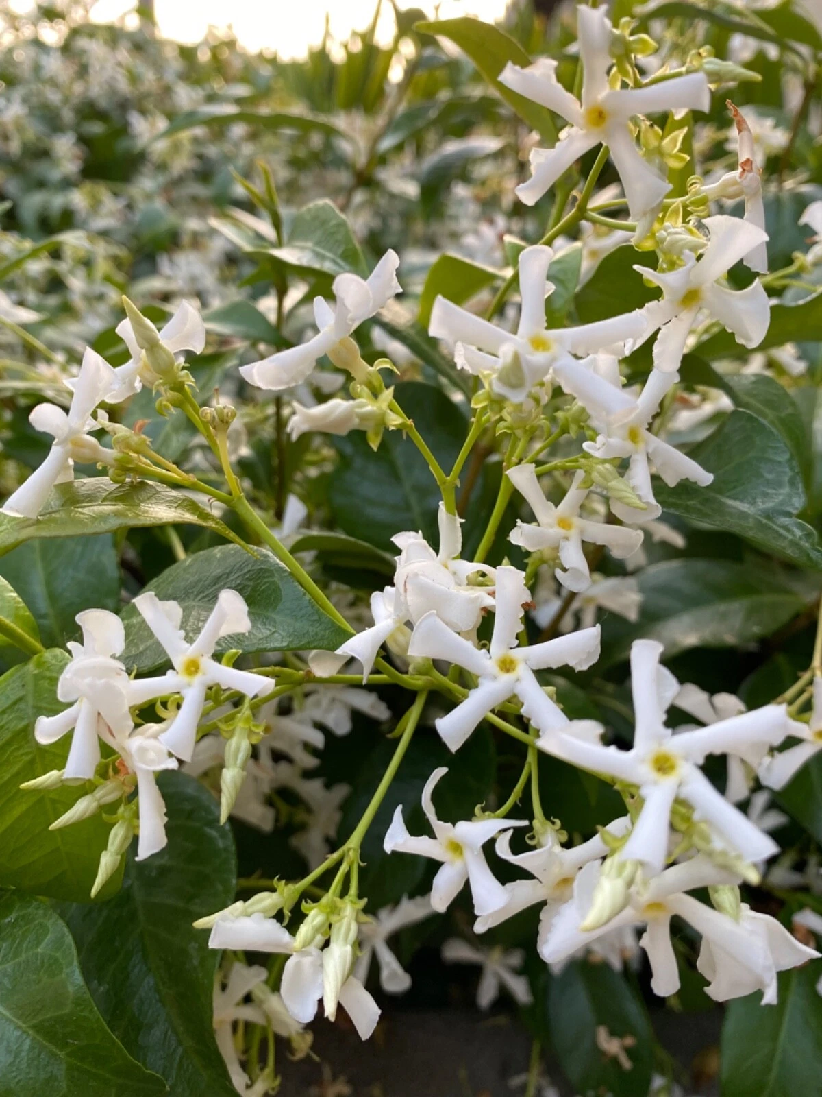 Star Jasmine Cuttings Trachelospermum Jasminoides 7 Unrooted Cuttings For Rooting