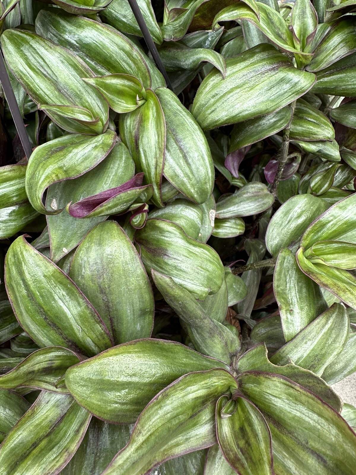 Tradescantia Zebrina ‘Red Gem’ Cuttings – 5 Unrooted ssp. discolor Cuttings, Purple Red Trailing Houseplant