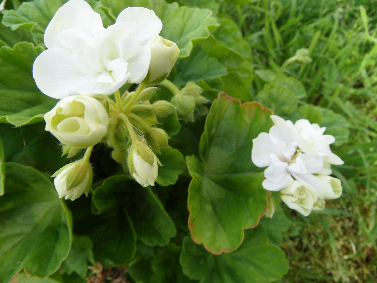Americana White Zonal Geranium Cuttings – 5 Live Unrooted Pelargonium 4–5 Inch Cuttings for Planting
