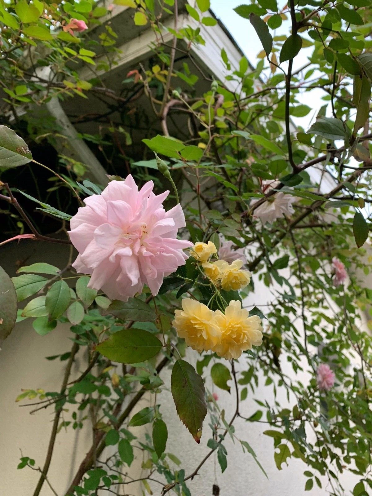 Miniature Rose Cuttings Combo – 2 Live Organic Cuttings Pink and Yellow Rose Plants USA Grown