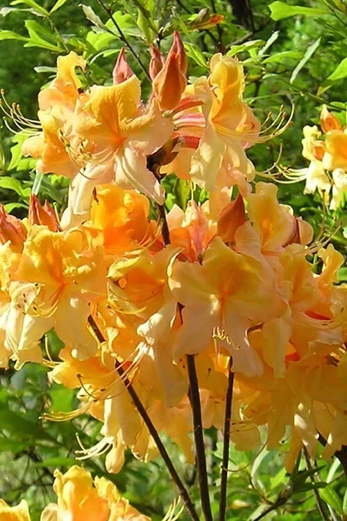 Dancing Rabbit Azalea Starter Plant Rhododendron Deciduous Small Dormant Live Plant