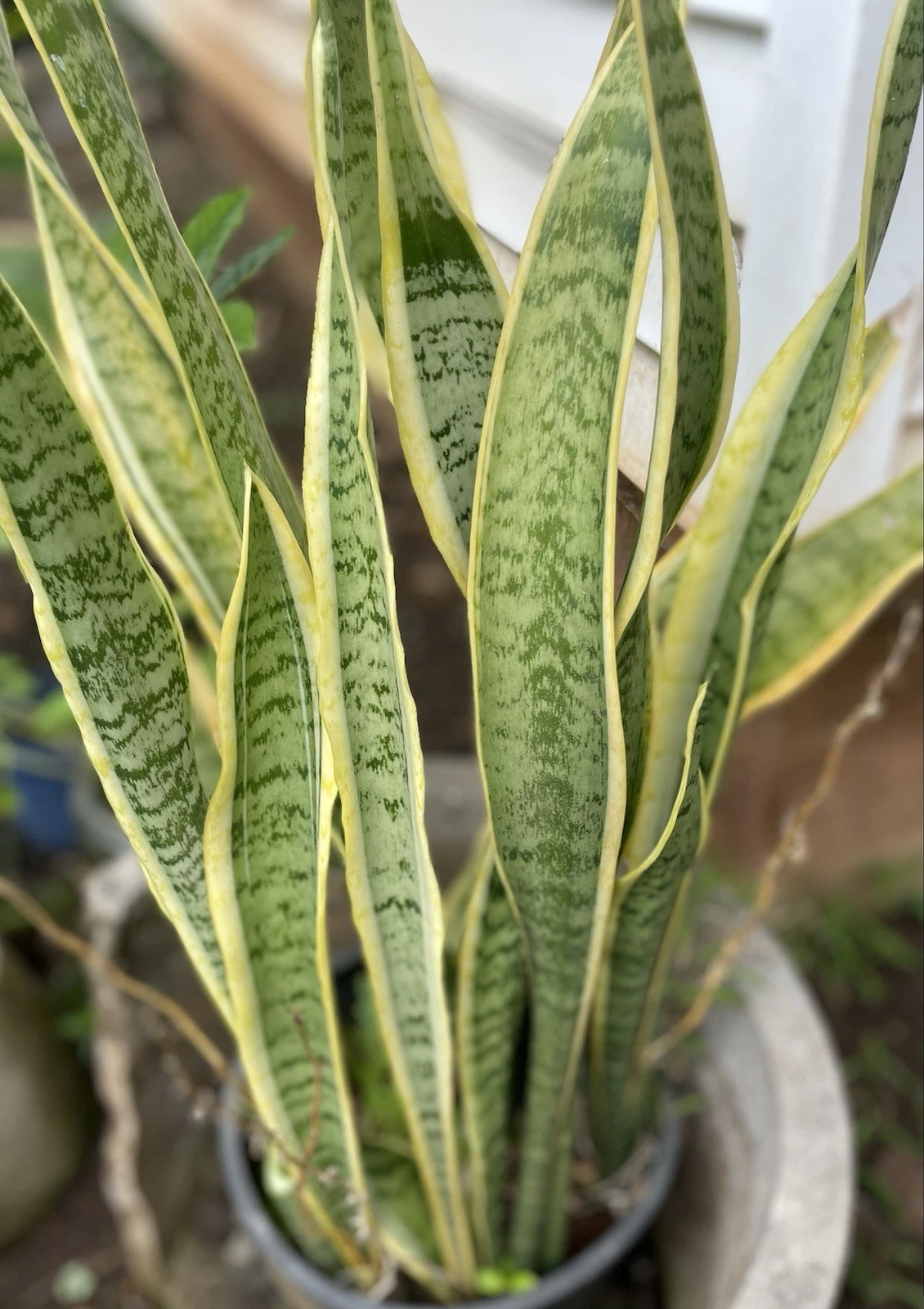 Sansevieria Laurentii Leaf Cuttings Set of 6 Variegated Snake Plant Unrooted Live Starters Hawaii Grown