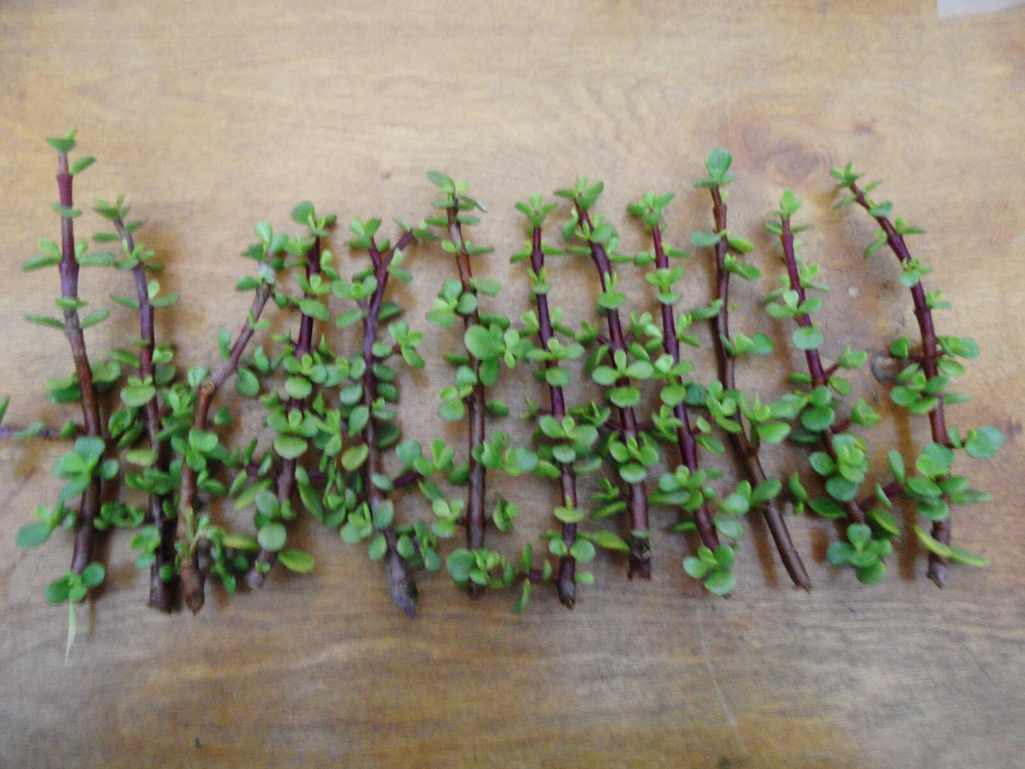 Portulacaria afra Cuttings Bulk Lot, 12 Spekboom Succulent Cuttings 6 Inch Red Stems