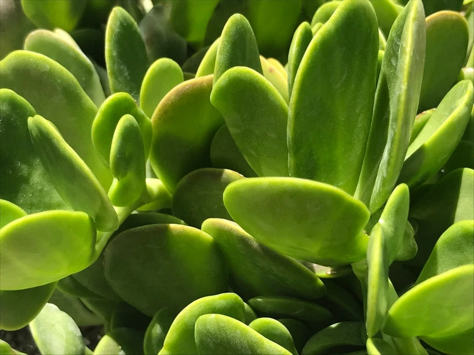 Trailing Creeping Jade Cuttings – 3 Live Senecio jacobsenii Succulent Cuttings, 6 Inch Weeping Succulent