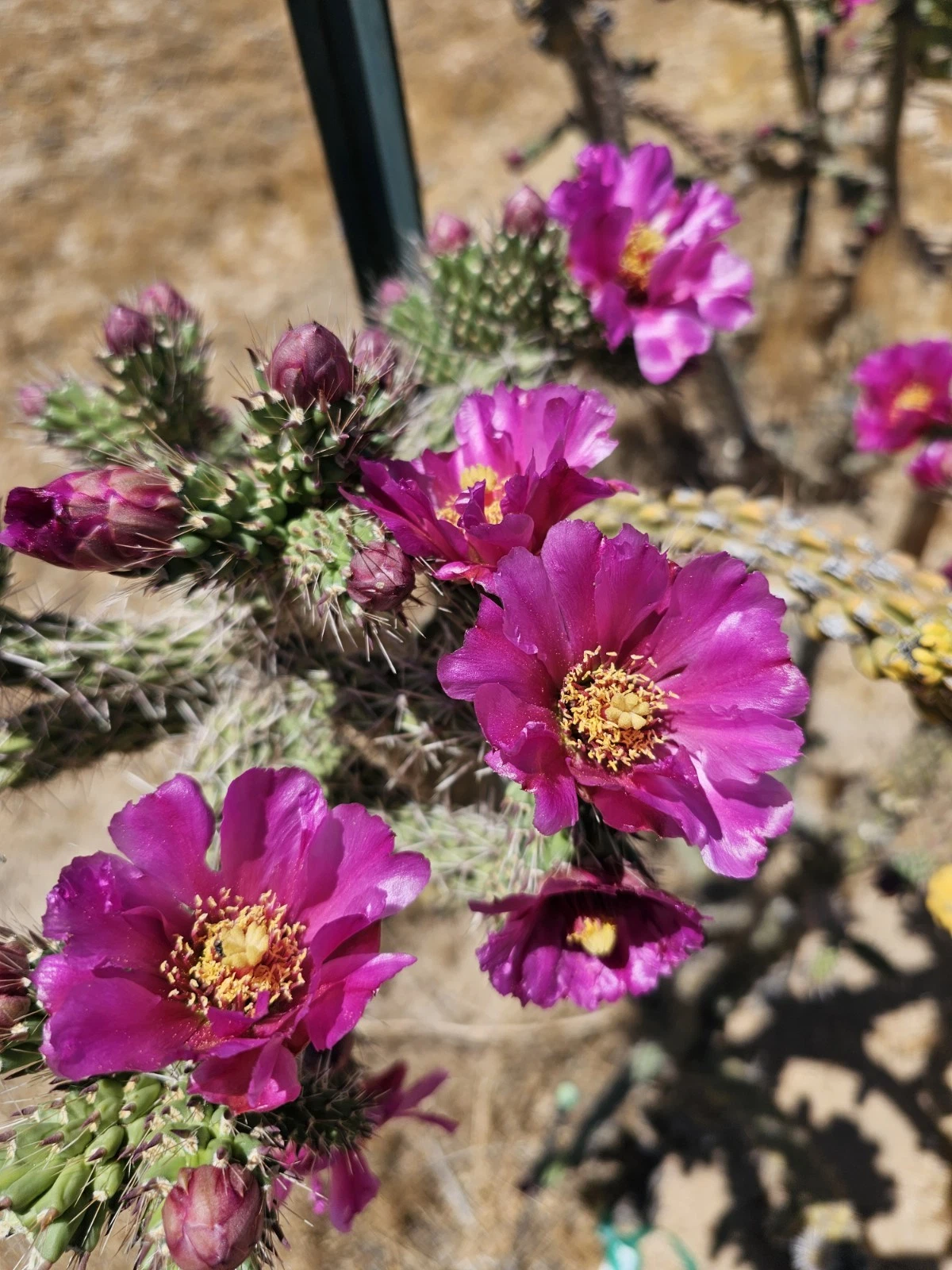 Cylindropuntia Imbricata Tree Cholla Cactus Cuttings Set of 12 Pieces 4–6 Inch for Propagation