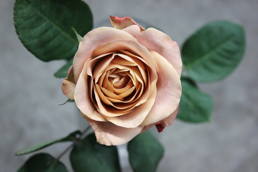 Cappuccino Rose Unrooted Cuttings 3 Pieces for Rooting or Grafting Ornamental Shrub Plant